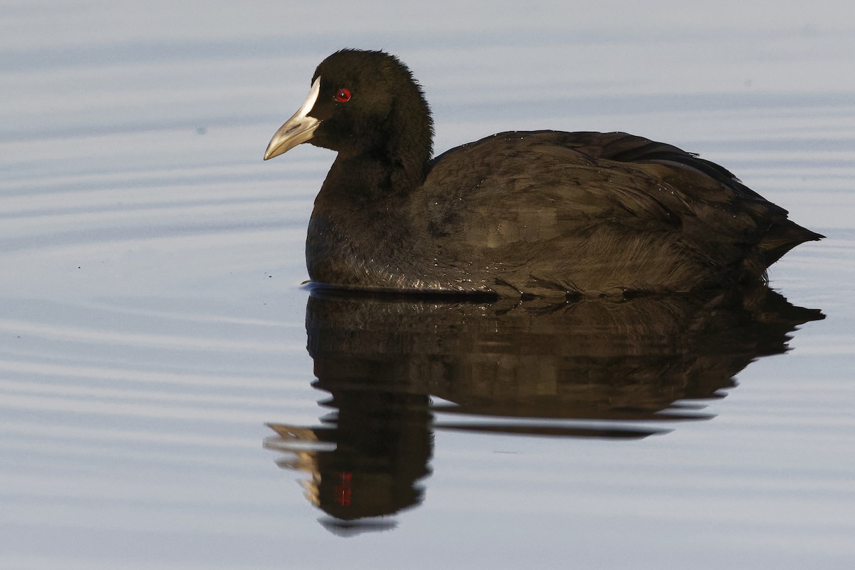 Eurasian Coot - Anonymous