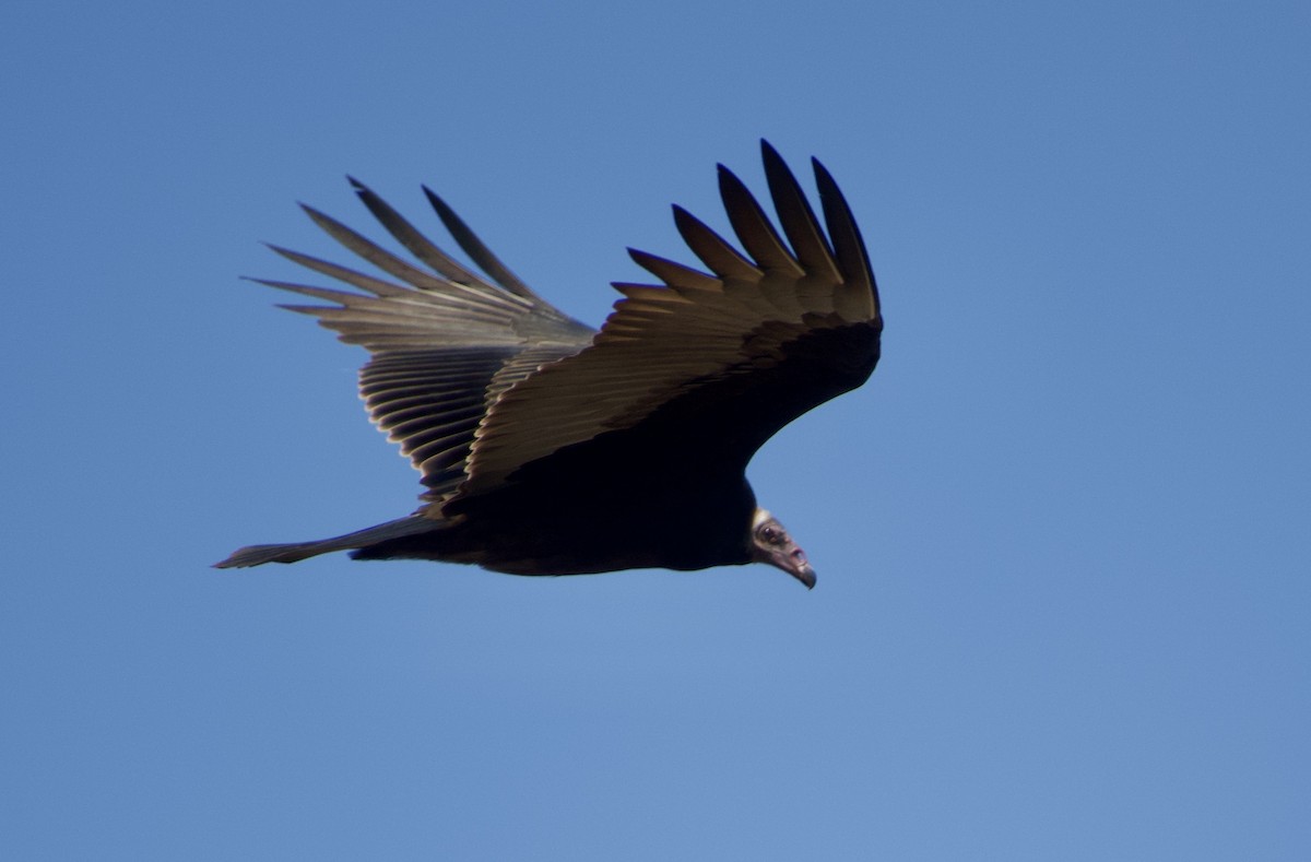 Turkey Vulture - John Callender