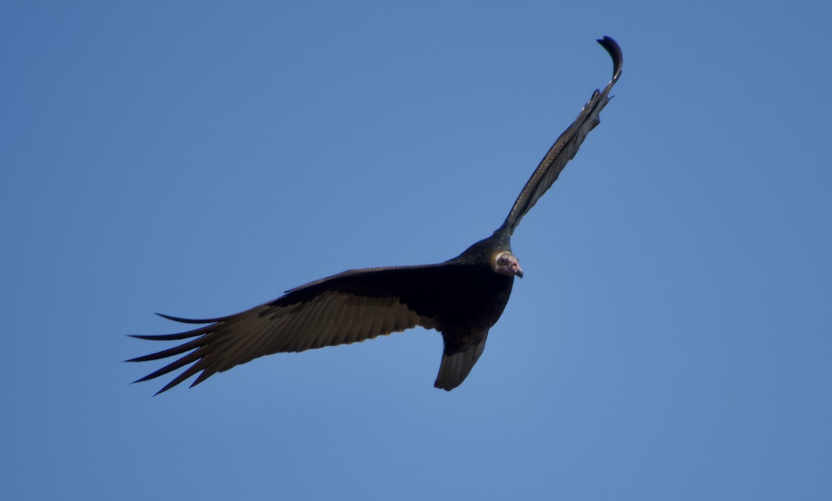 Turkey Vulture - John Callender