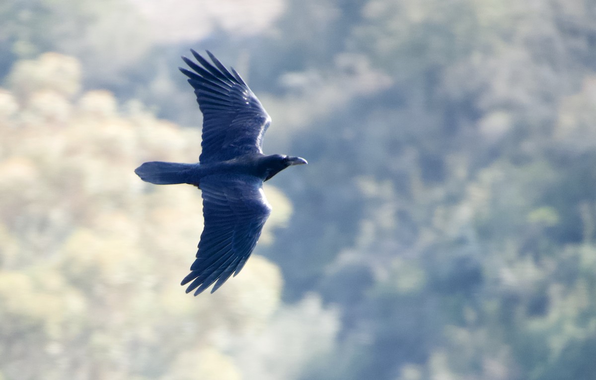 Common Raven - John Callender