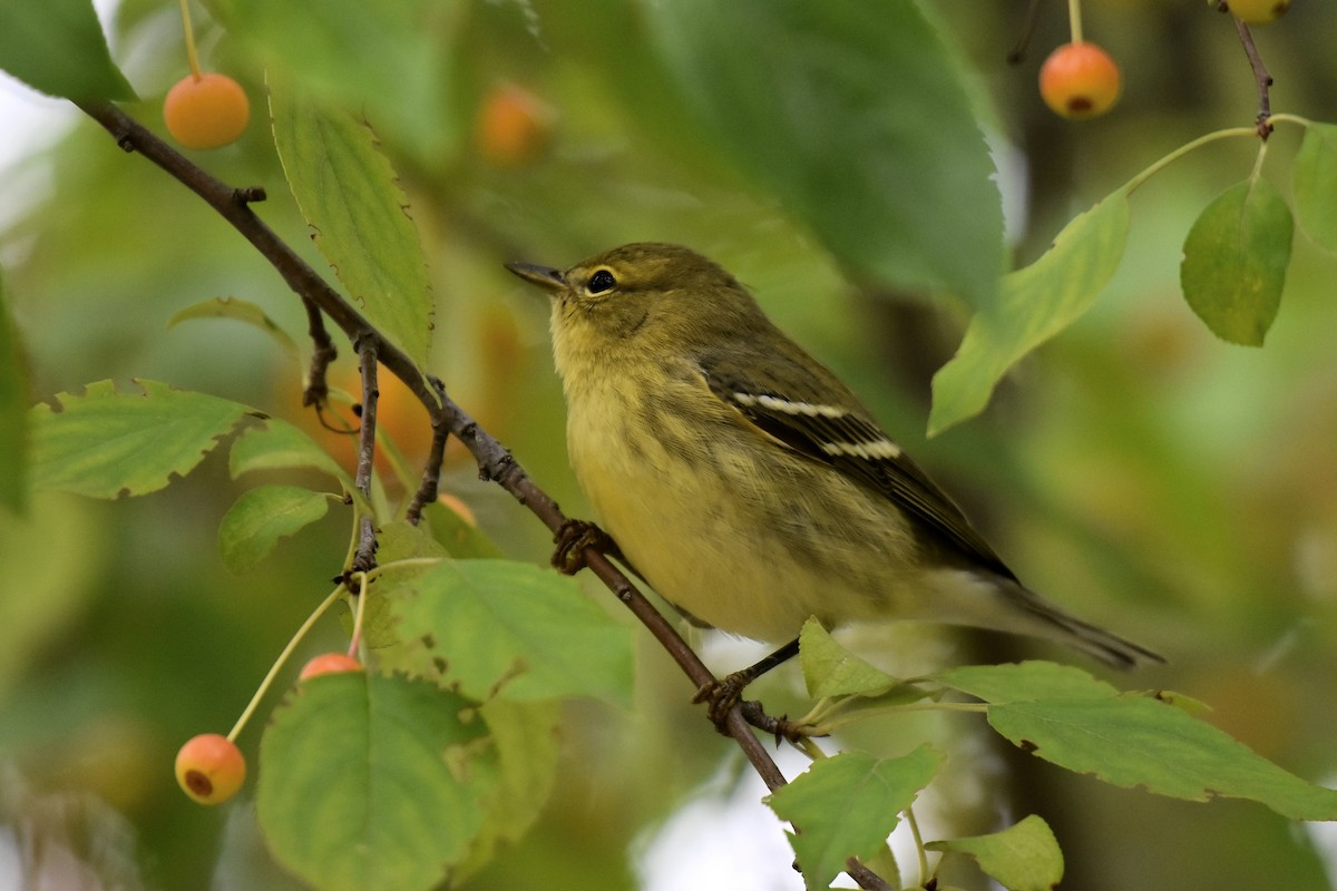 Blackpoll Warbler - ML372568811