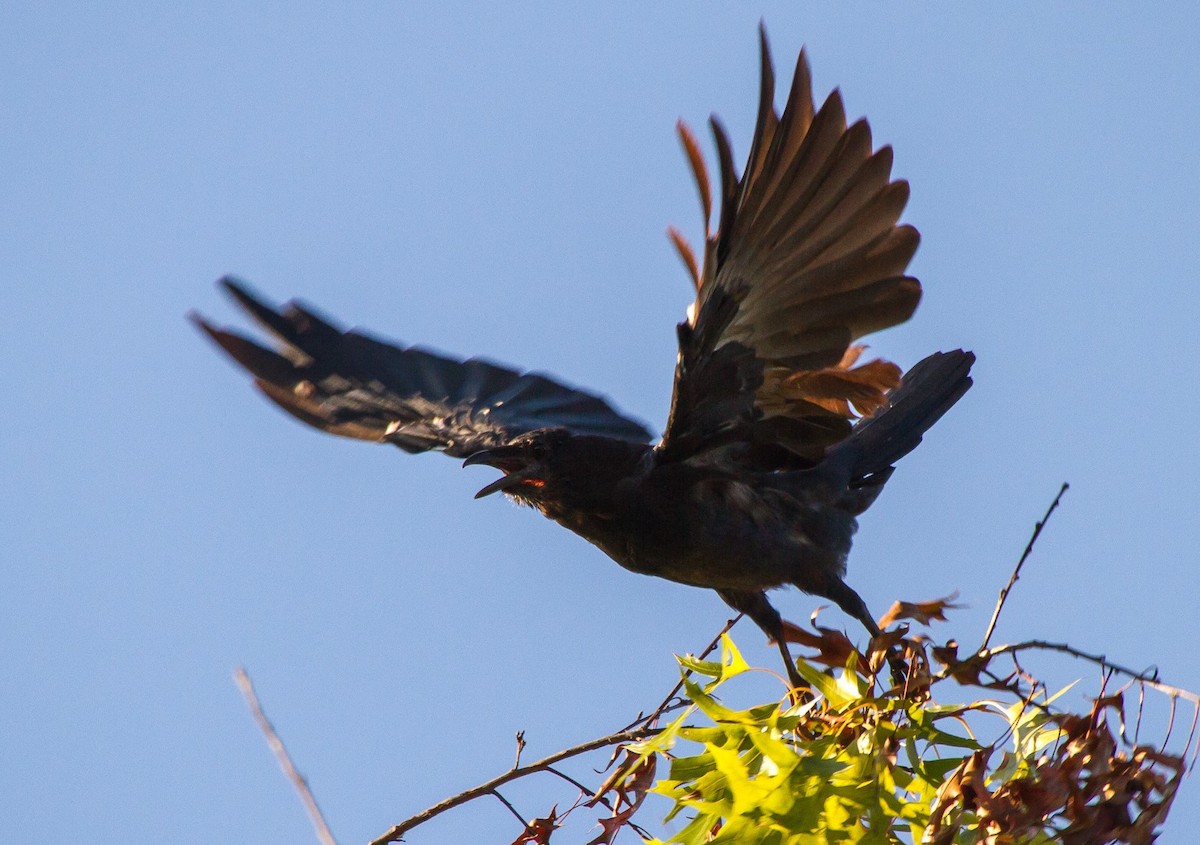 Fish Crow - ML372569581