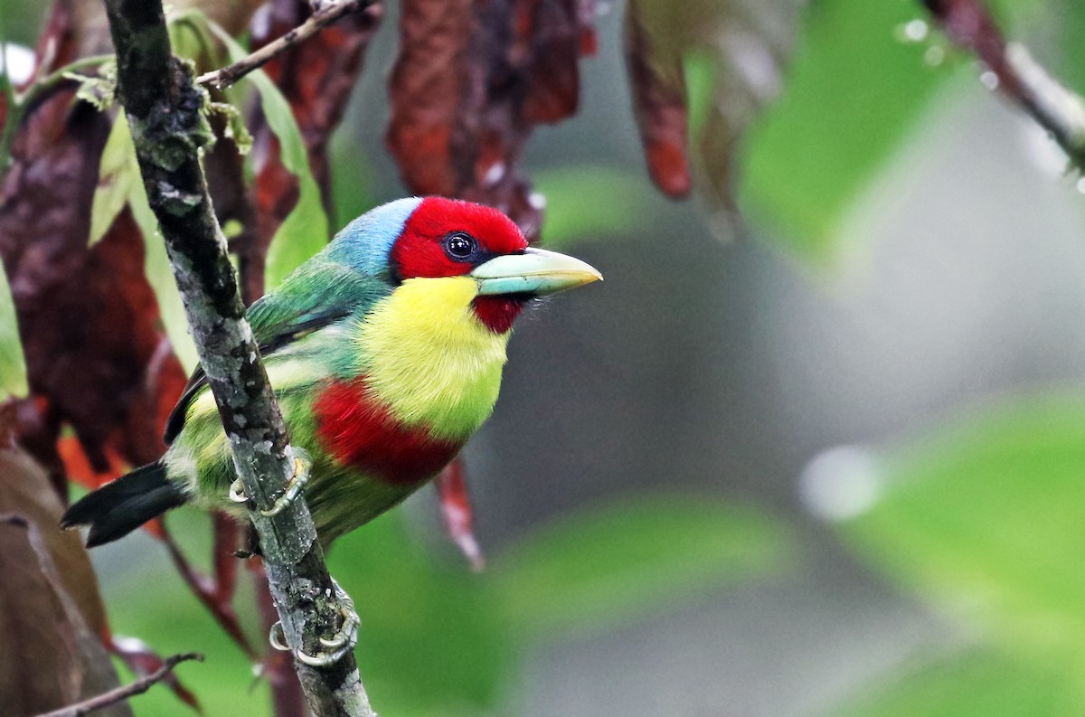 Versicolored Barbet - Andrew Spencer