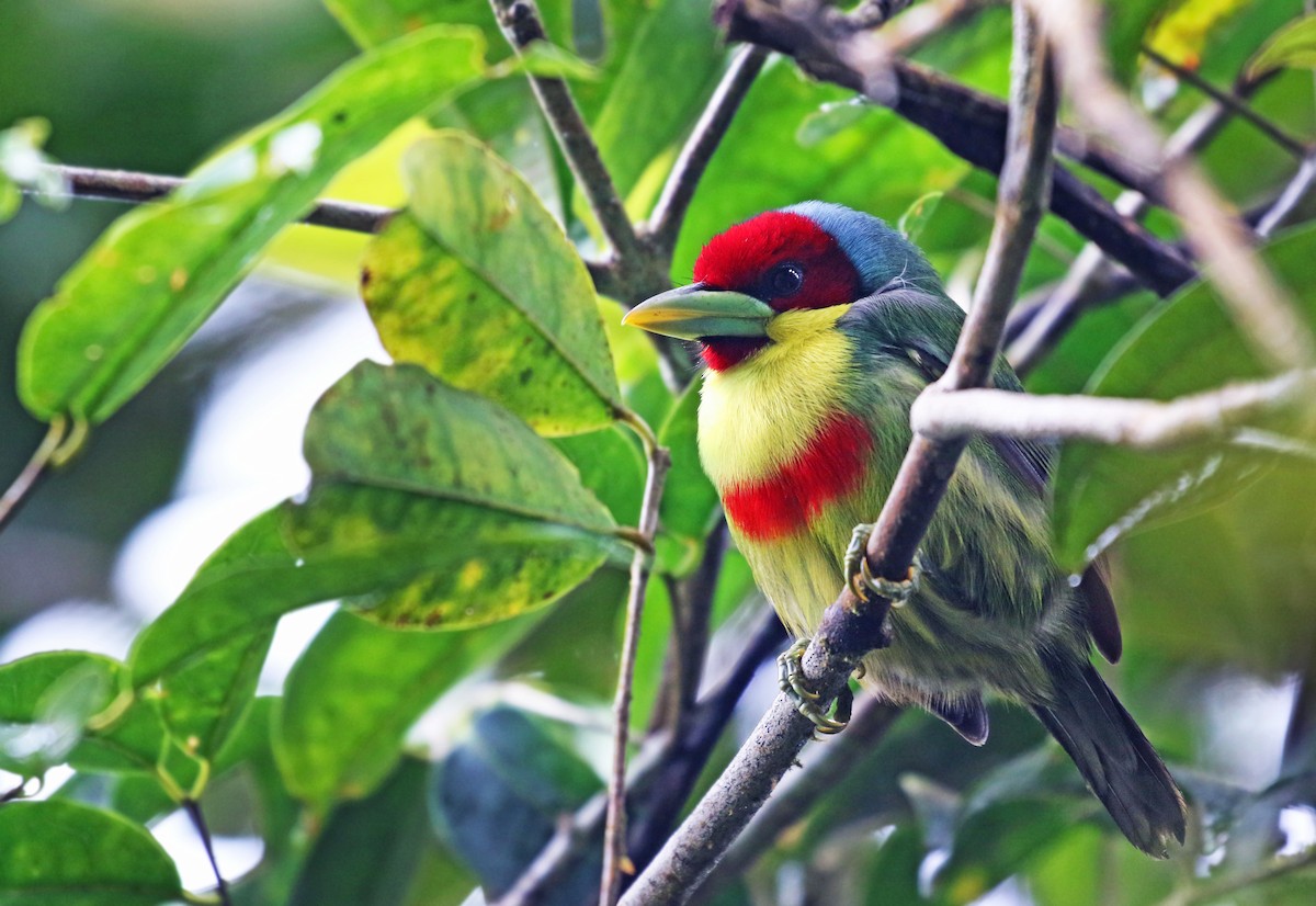 Versicolored Barbet - ML37257031