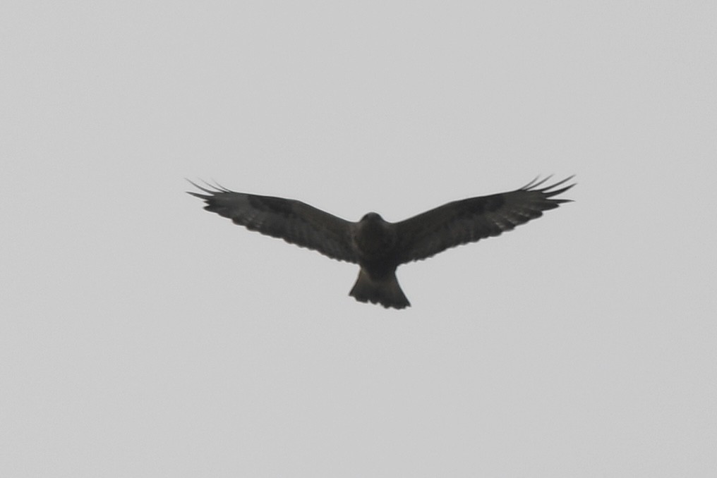 Rough-legged Hawk - ML372570971