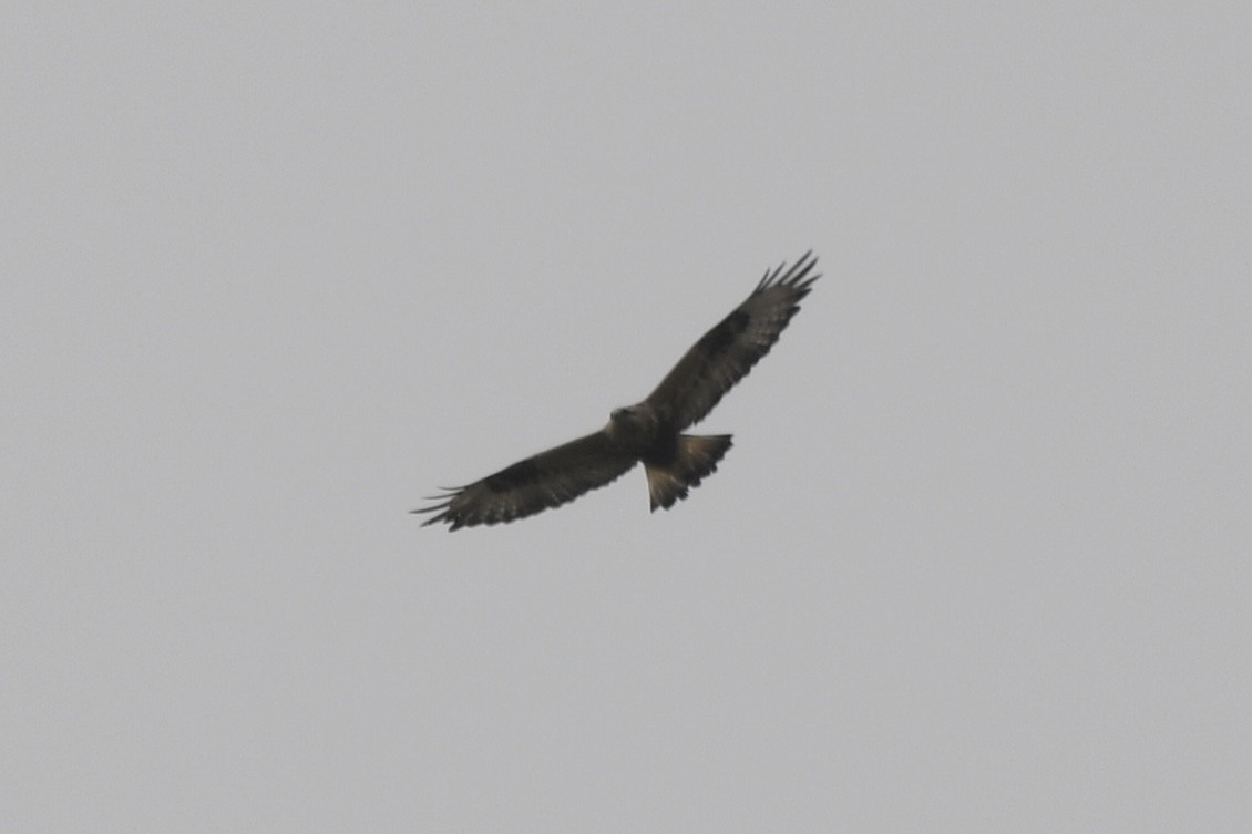 Rough-legged Hawk - ML372570991