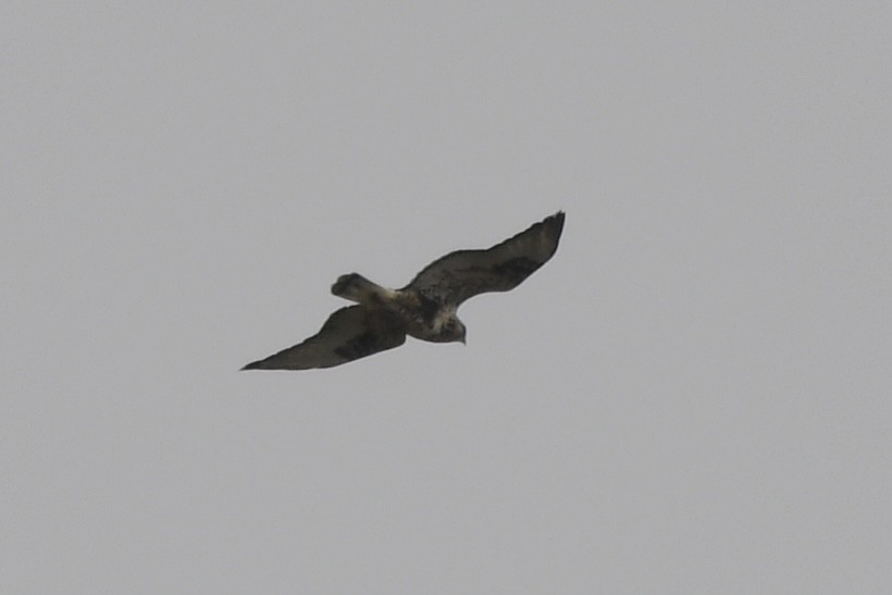 Rough-legged Hawk - ML372571001