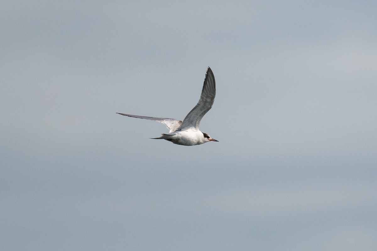 Common Tern - ML372571301