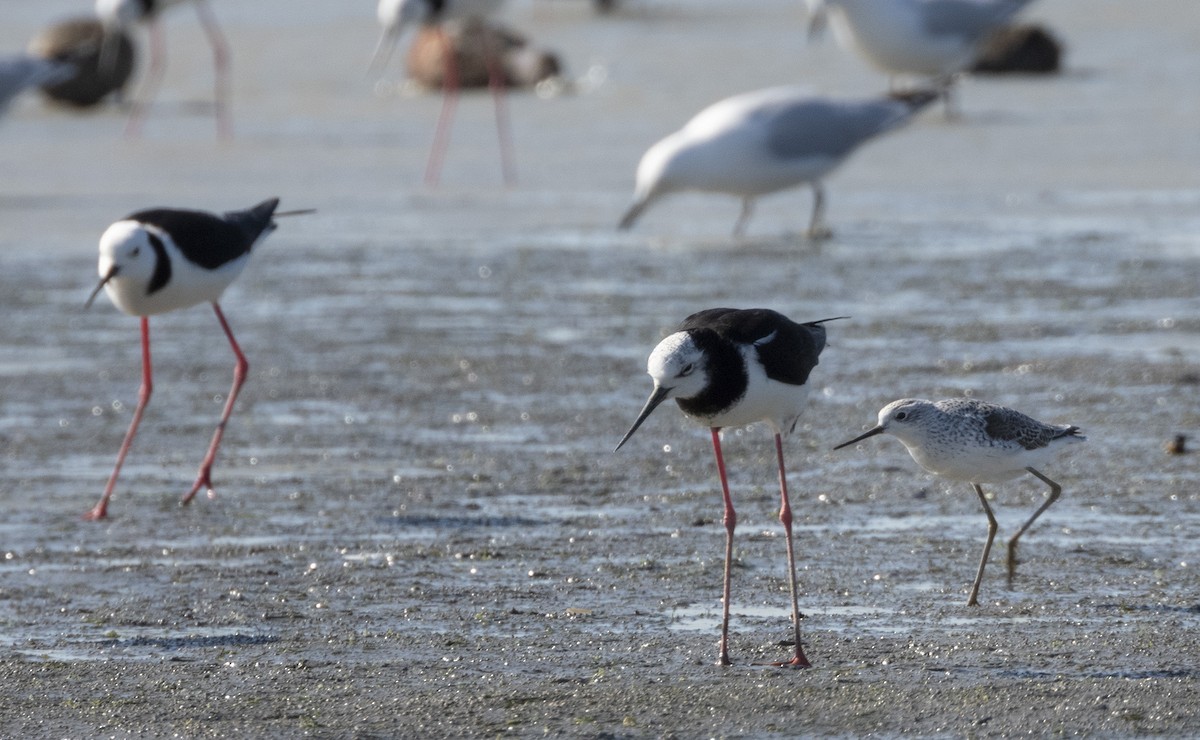 Marsh Sandpiper - ML372572061