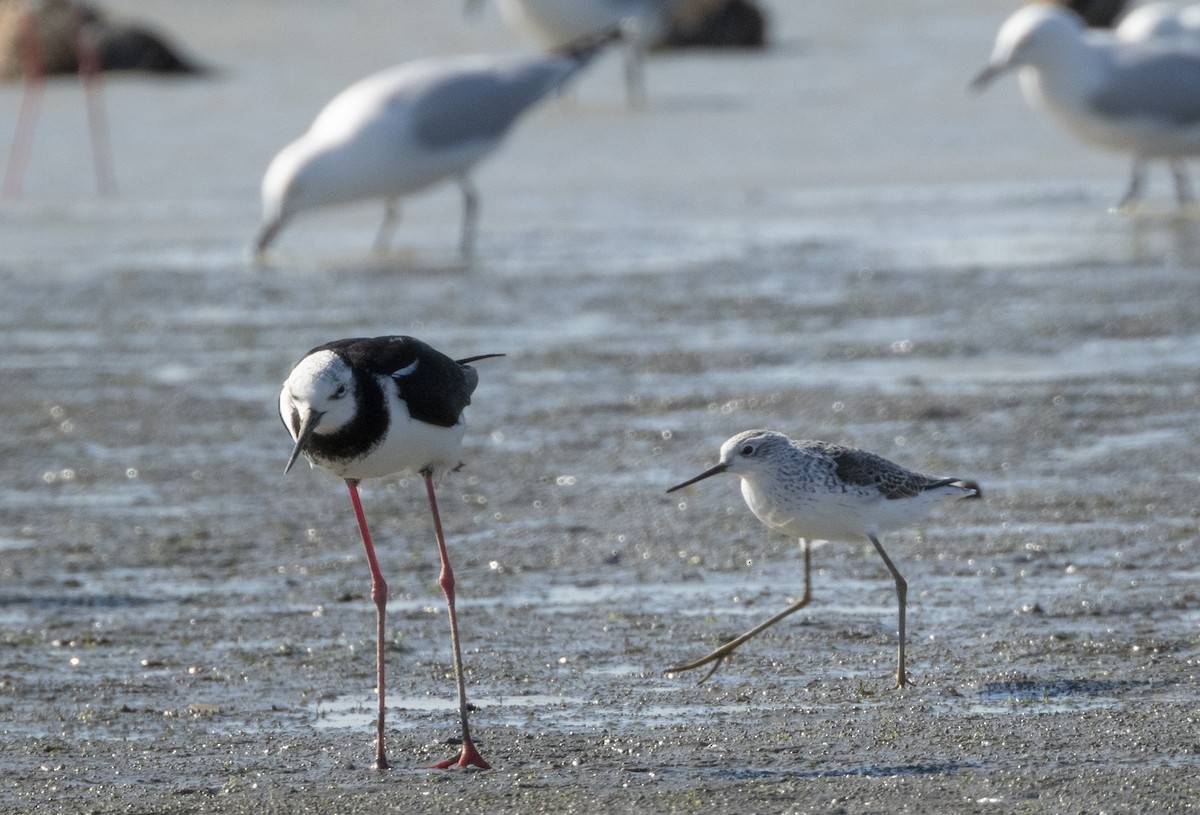 Marsh Sandpiper - ML372572071