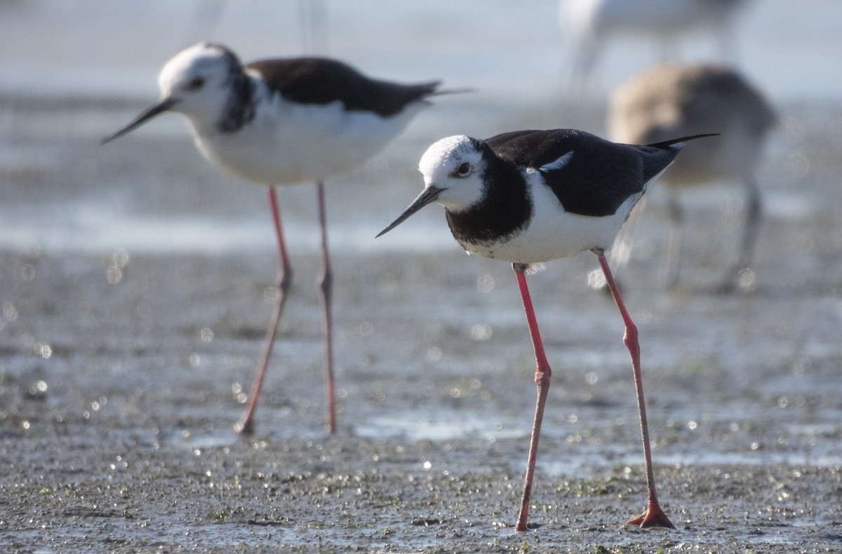 Pied x Black Stilt (hybrid) - ML372572171