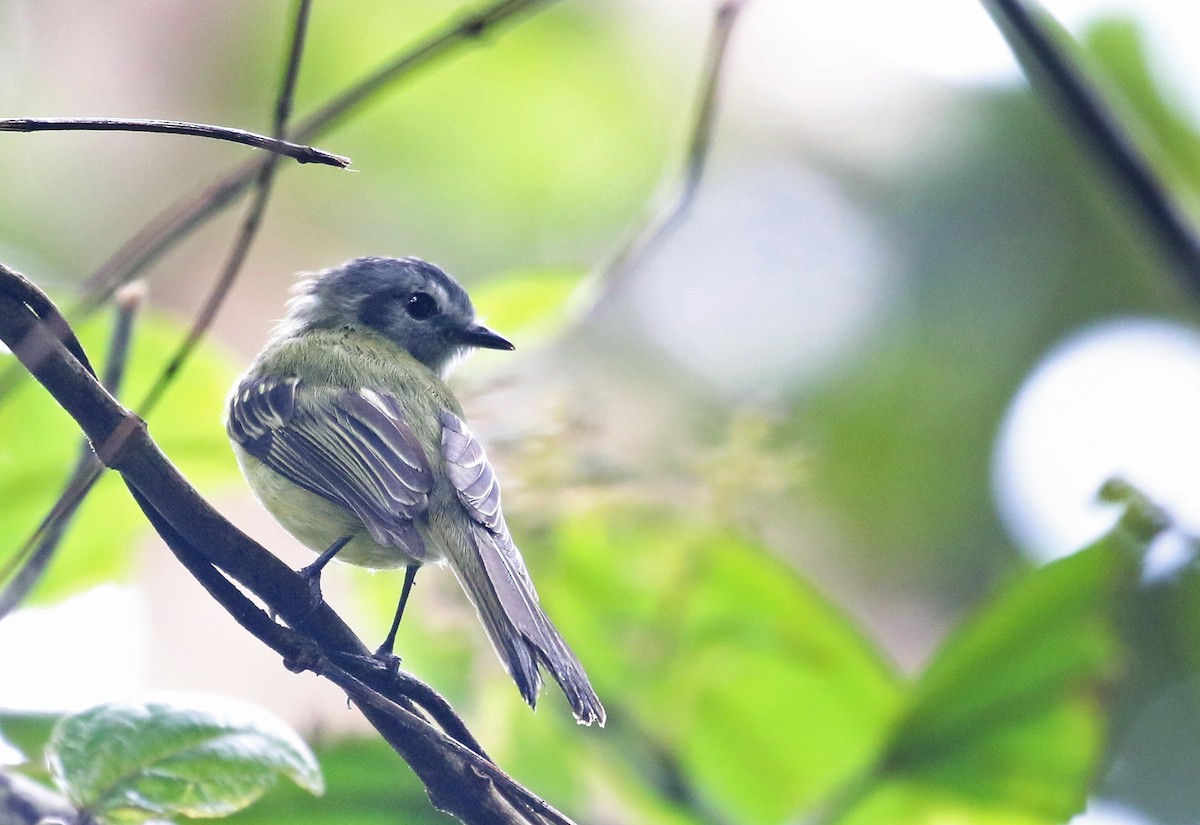 Plumbeous-crowned Tyrannulet - Andrew Spencer