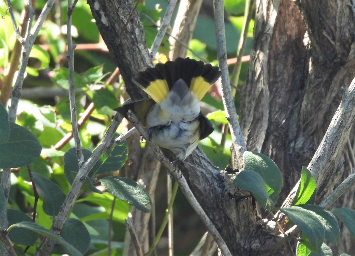 American Redstart - ML372574031