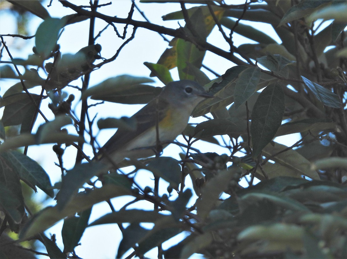 American Redstart - ML372574041