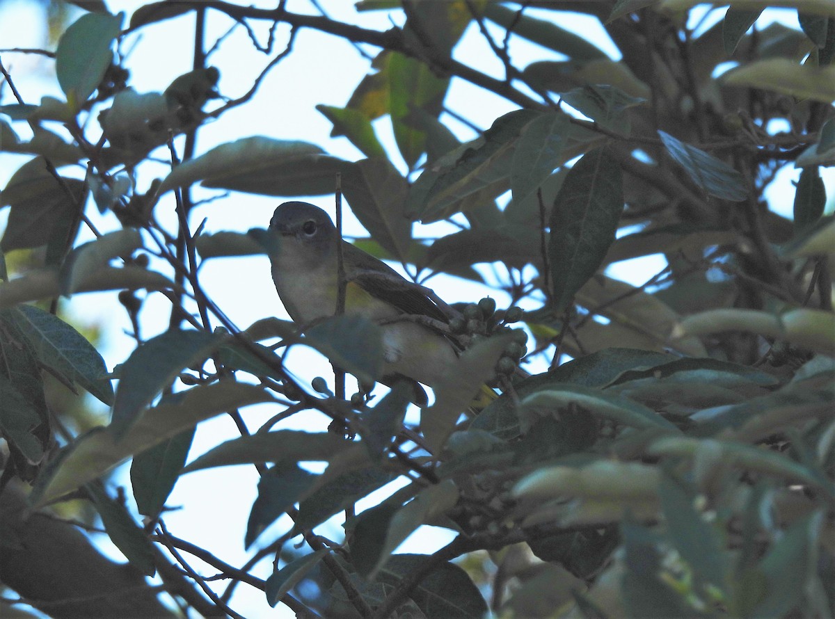 American Redstart - ML372574051