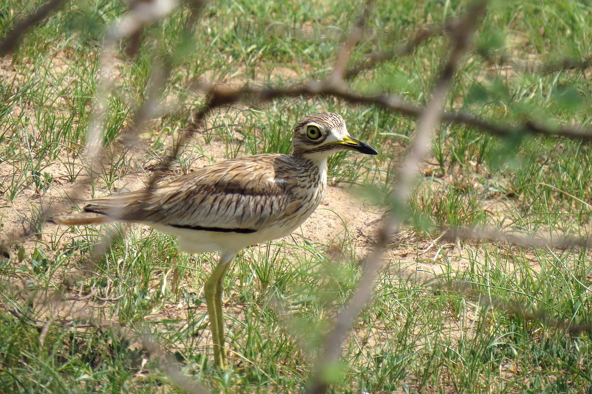 Senegal Thick-knee - Chi-Lien (綺蓮) Hsueh (薛)