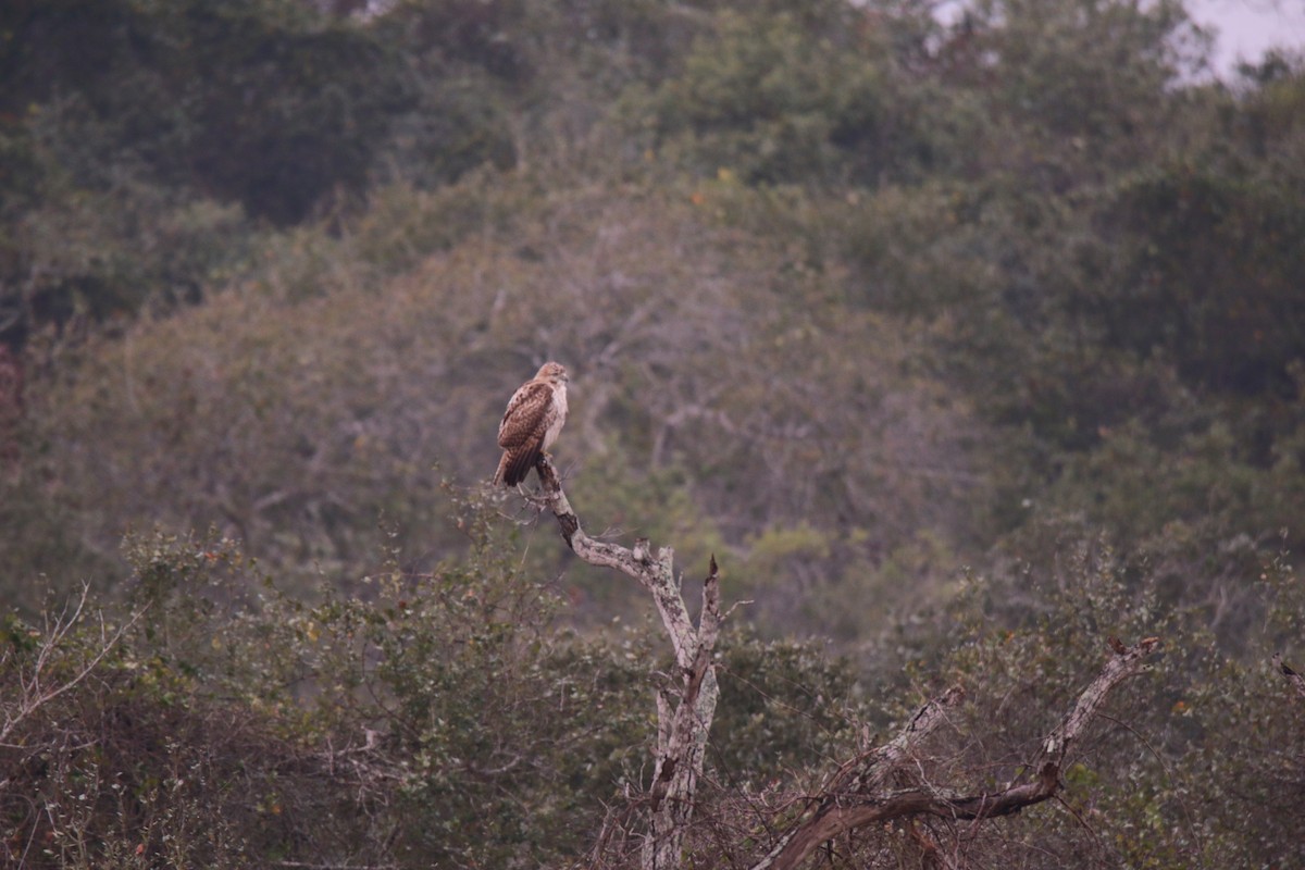 Red-tailed Hawk - ML372576141