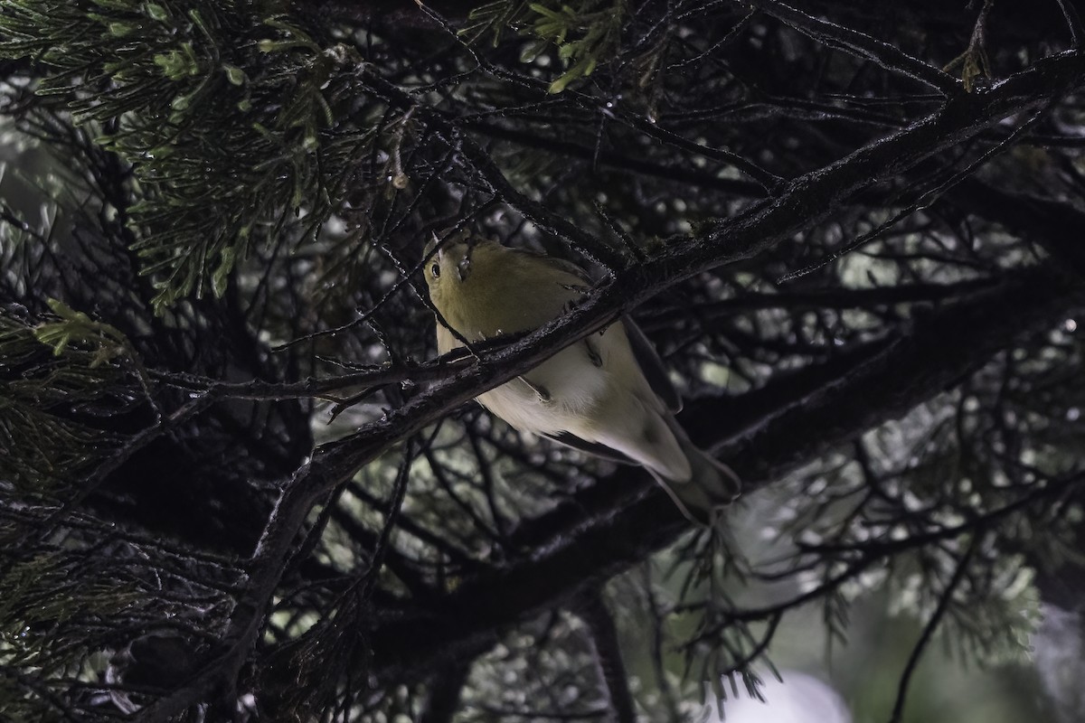 Bay-breasted Warbler - ML372576481