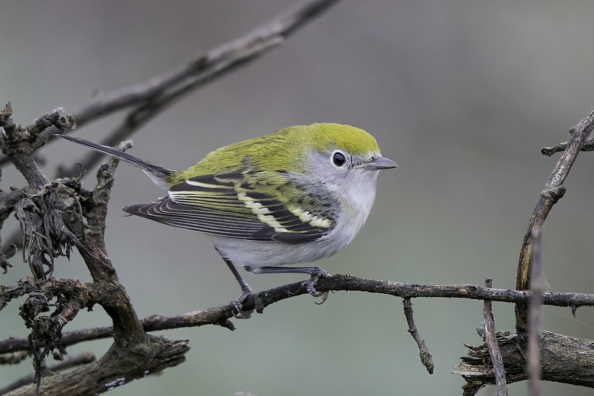 Chestnut-sided Warbler - ML372576601