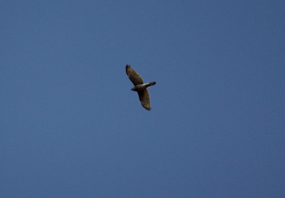 Brown Goshawk - ML372577091