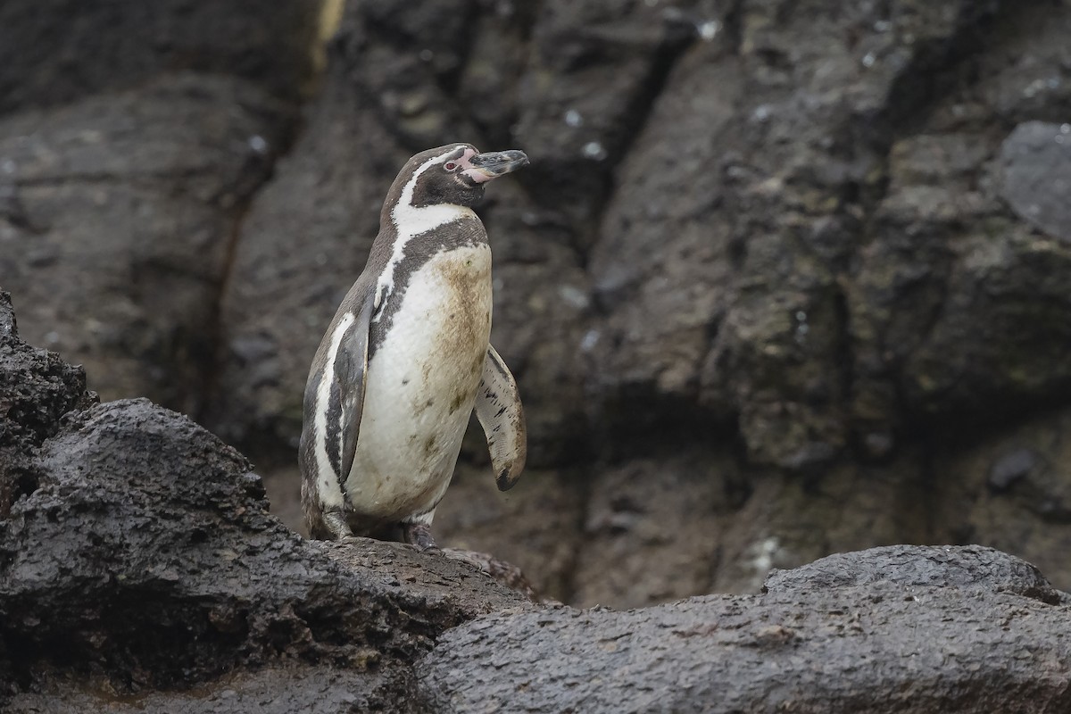 Humboldt Penguin - Jory Teltser