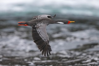 Red-legged Cormorant