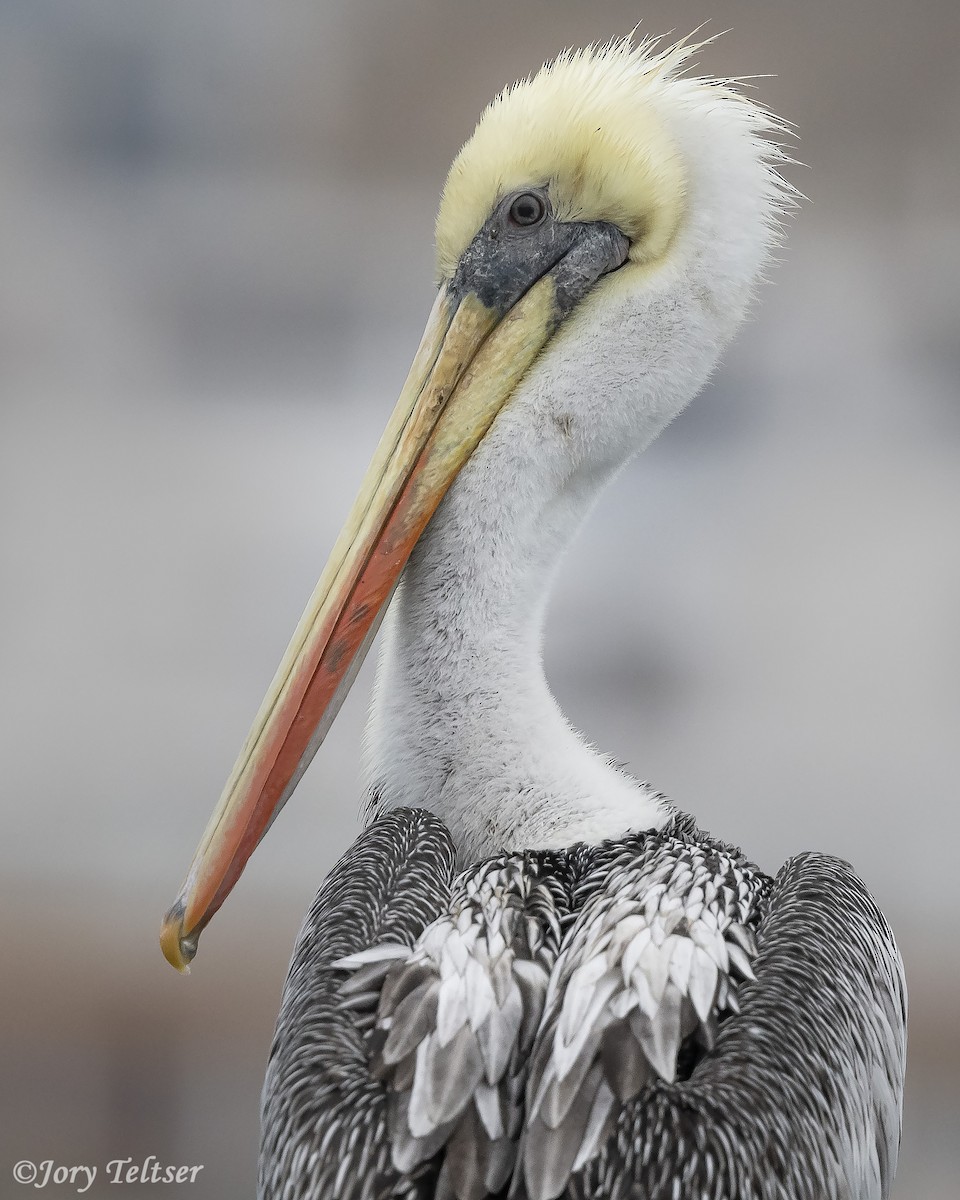 Peruvian Pelican - Jory Teltser