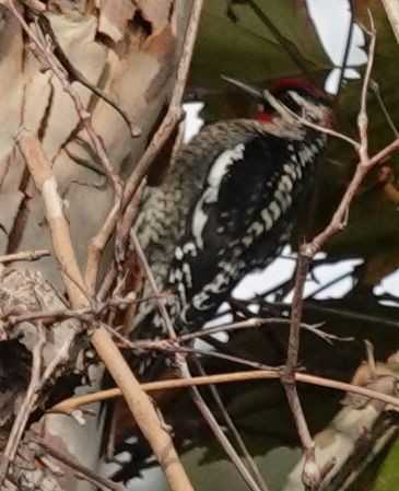 Red-naped Sapsucker - ML372578141