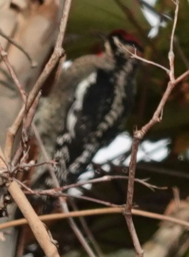 Red-naped Sapsucker - ML372578161