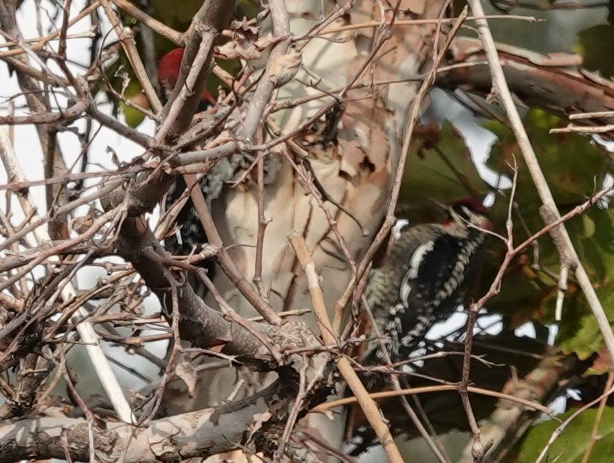 Red-naped Sapsucker - ML372578261