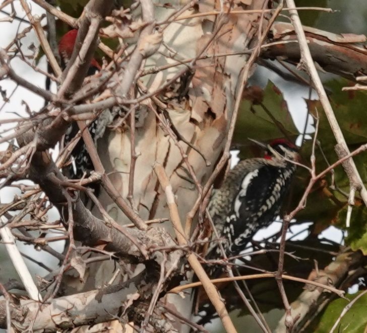 Red-naped Sapsucker - ML372578281