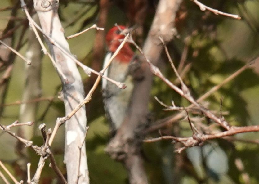 Red-breasted Sapsucker - ML372578301