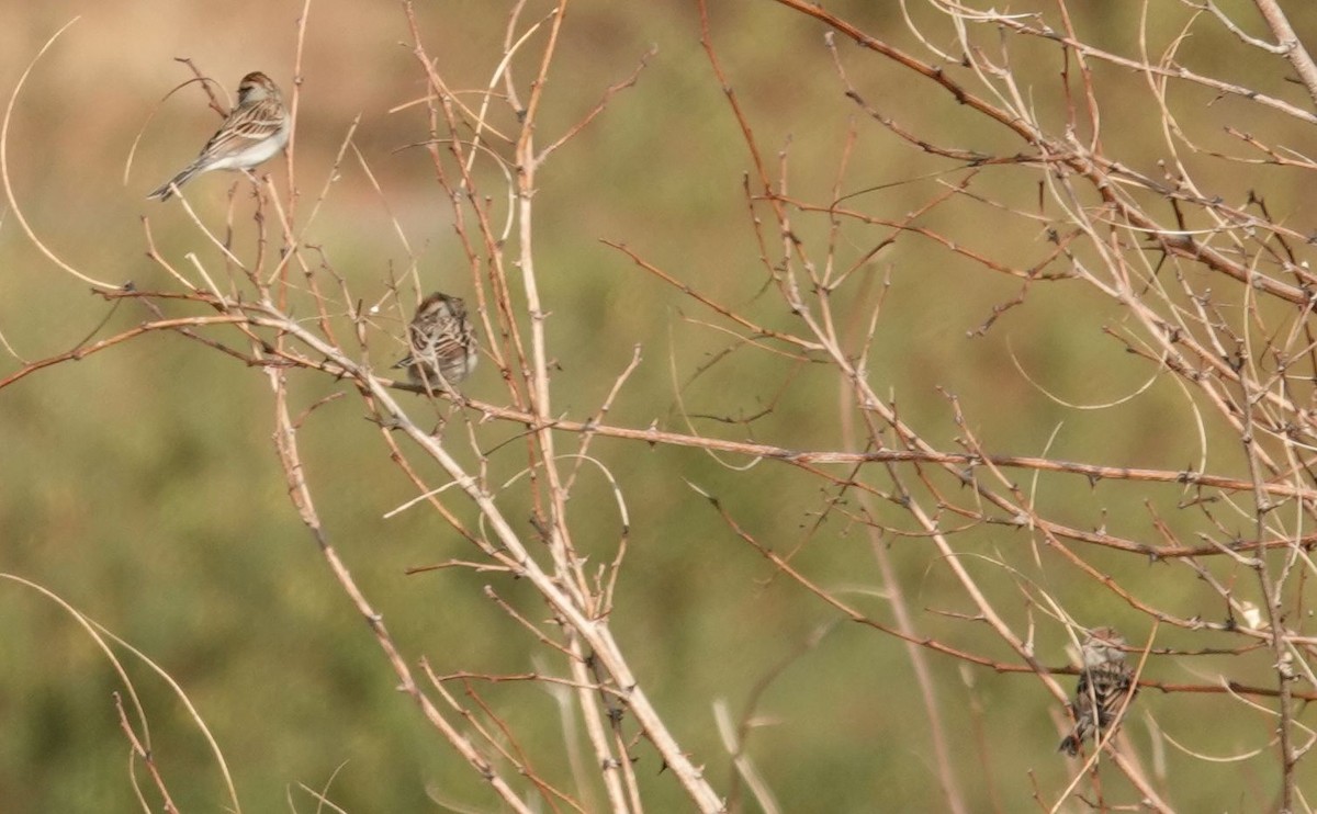 Chipping Sparrow - ML372578401