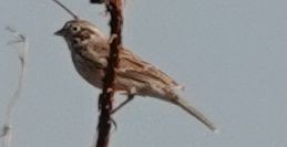 Vesper Sparrow - ML372578441