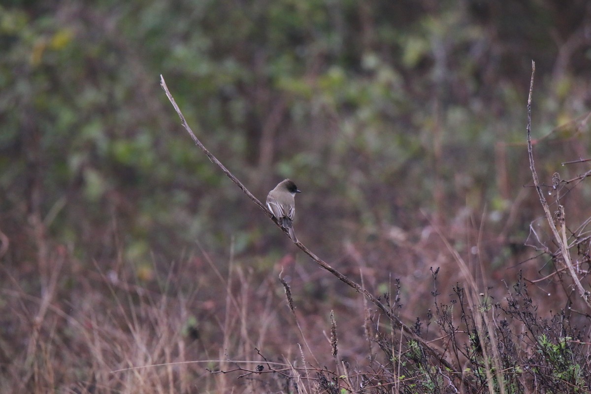 Eastern Phoebe - ML372578501