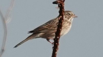 Vesper Sparrow - ML372578531