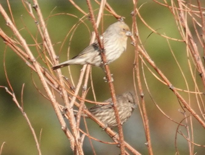 House Finch - ML372578751