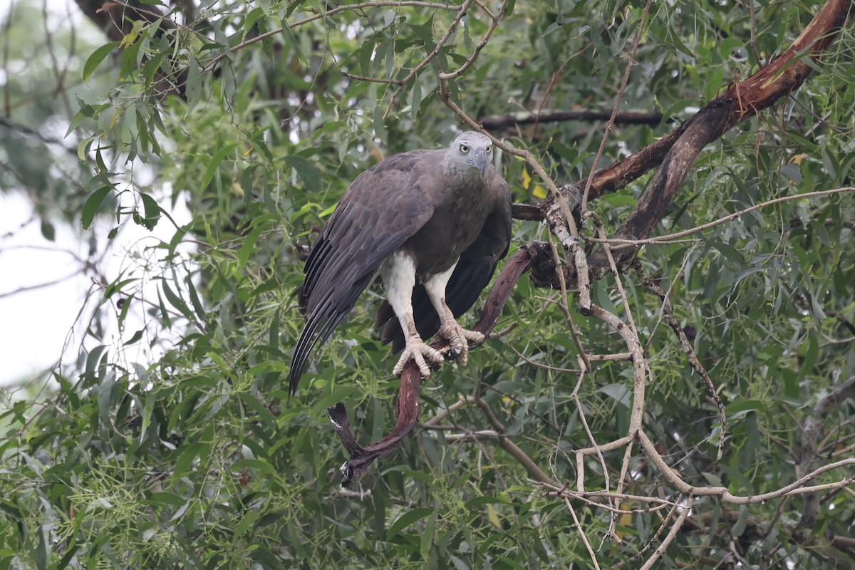 Gray-headed Fish-Eagle - ML372580311