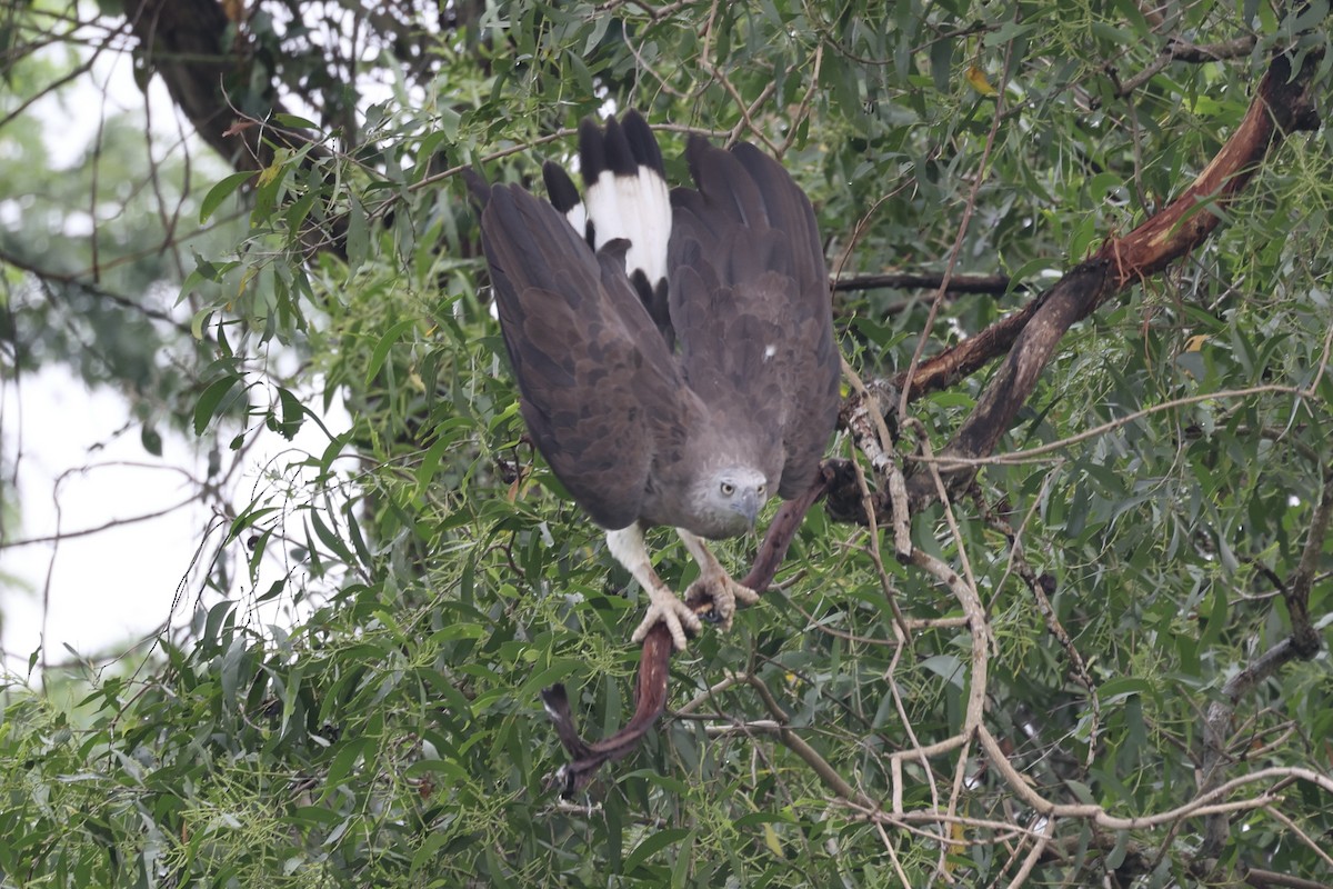 Gray-headed Fish-Eagle - ML372580431