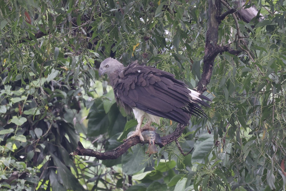 Gray-headed Fish-Eagle - ML372580801