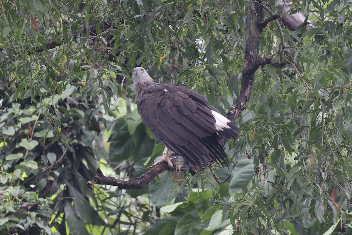 Gray-headed Fish-Eagle - ML372580811