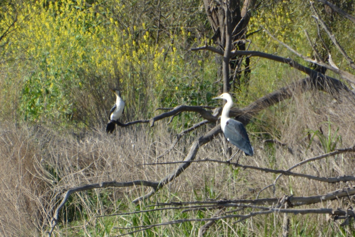 Little Pied Cormorant - ML372581521