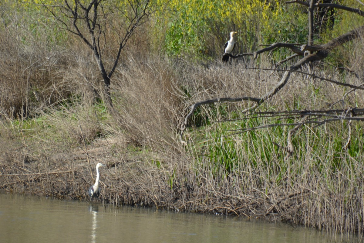 Little Pied Cormorant - ML372581531