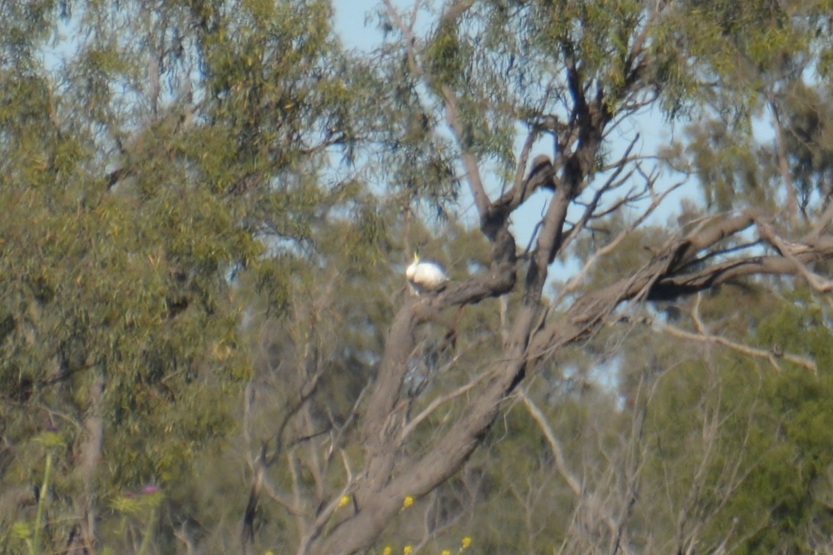 Sulphur-crested Cockatoo - ML372581951