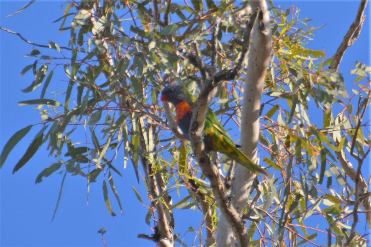 Rainbow Lorikeet - ML372582121