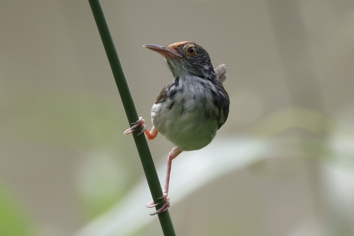 Rotstirn-Schneidervogel - ML372582351