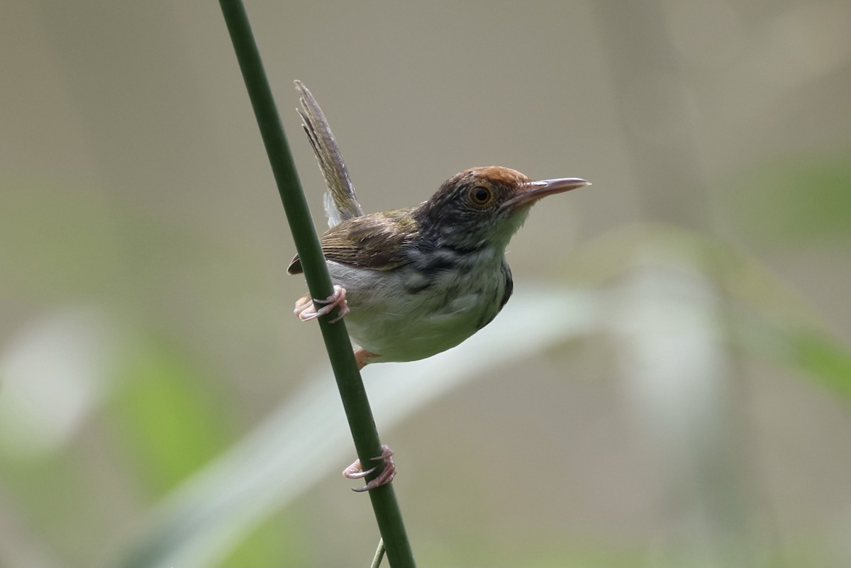 Rotstirn-Schneidervogel - ML372582371