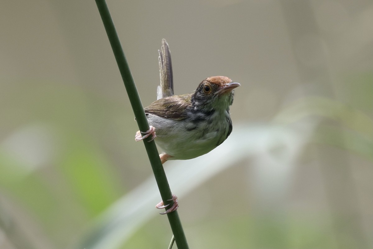 Common Tailorbird - Andrew William