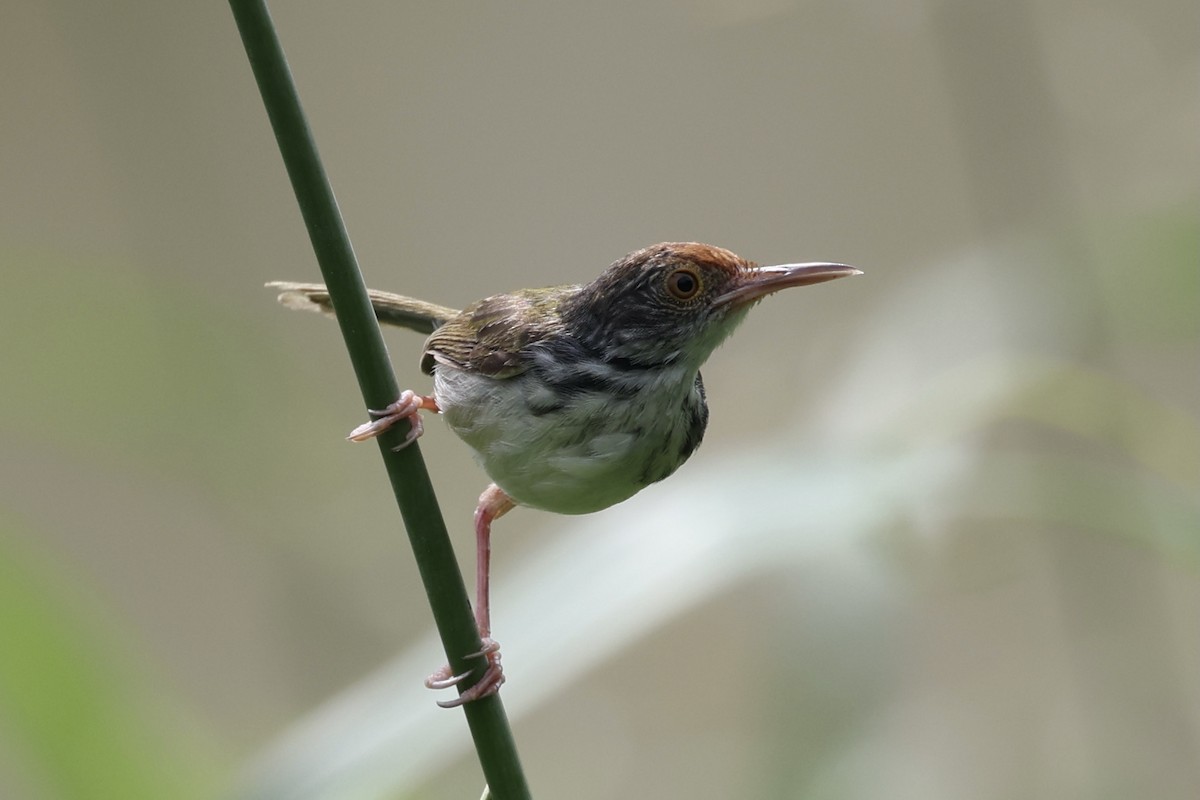 Common Tailorbird - Andrew William