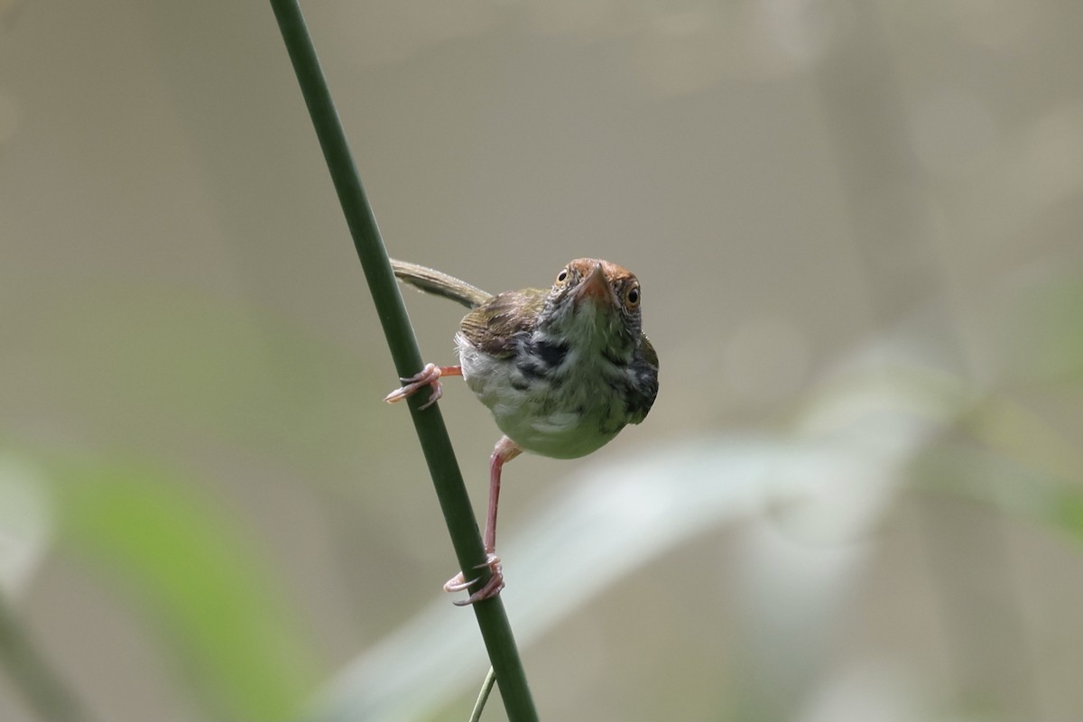 Common Tailorbird - ML372582461